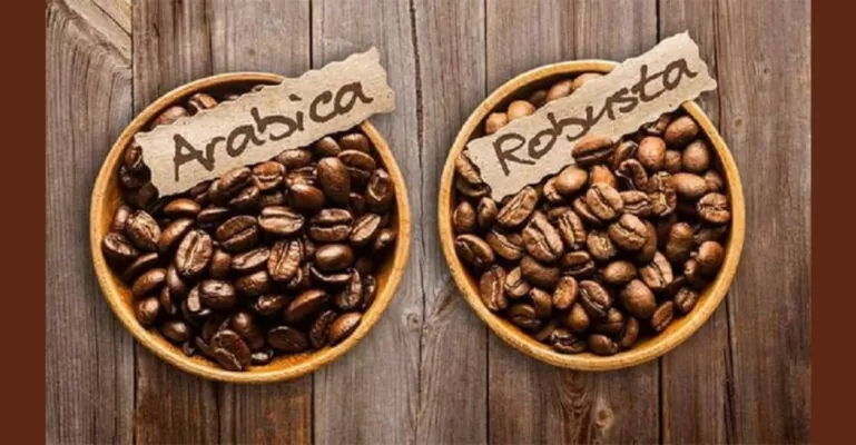 cà phê Robusta và Arabica