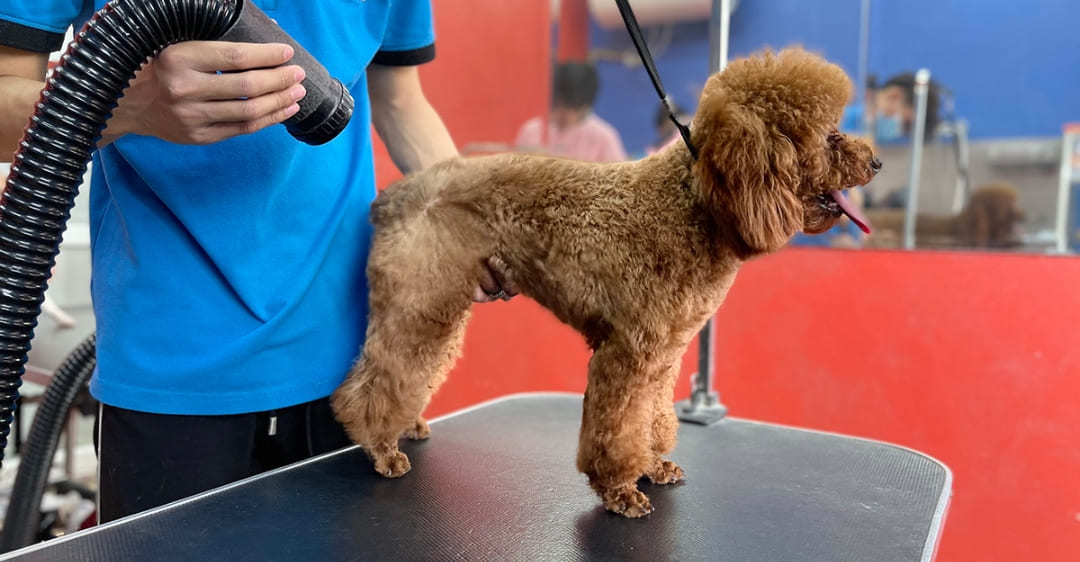 sửa chữa máy sấy lông chó mèo Xiaomi