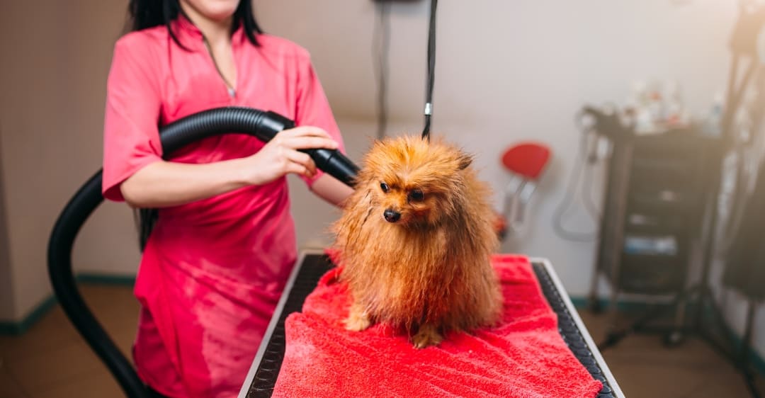 sửa máy sấy lông thú cưng Xiaomi